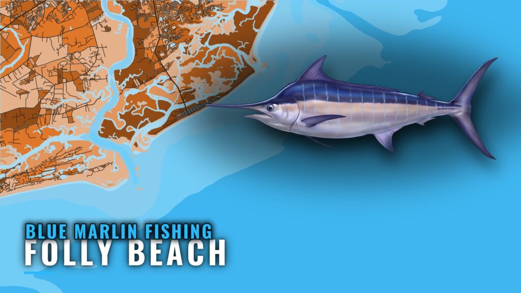 Blue Marlin Fishing Out of Folly Beach: Season and Run