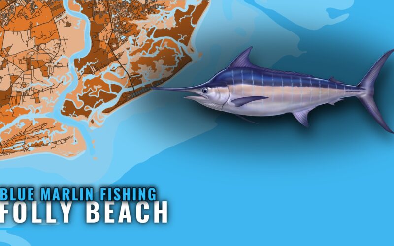 Blue Marlin Fishing Out of Folly Beach: Season and Run
