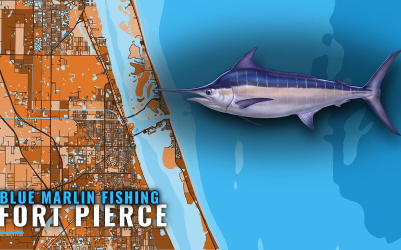 Blue Marlin Fishing out of Fort Pierce: Season, Structure