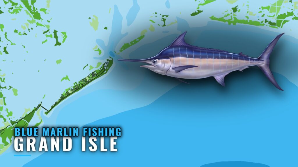 Blue Marlin Fishing Out of Grand Isle: Grounds and Timing