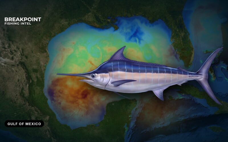 Blue Marlin Fishing in the Gulf of Mexico: A Guide