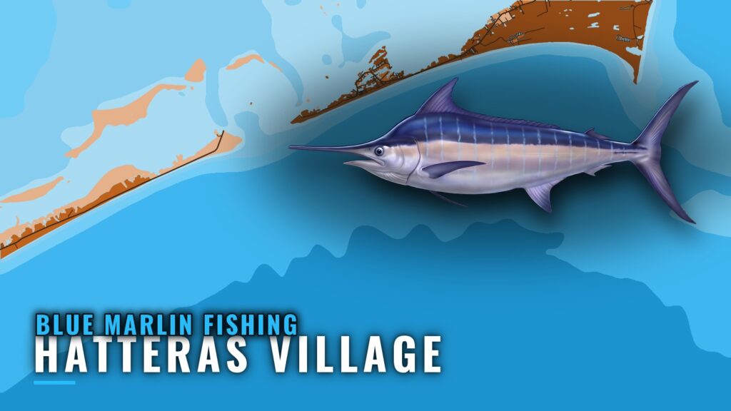 Blue Marlin Fishing Out of Hatteras Village: When and Where