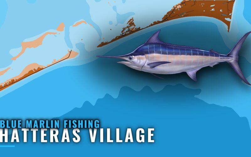 Blue Marlin Fishing Out of Hatteras Village: When and Where