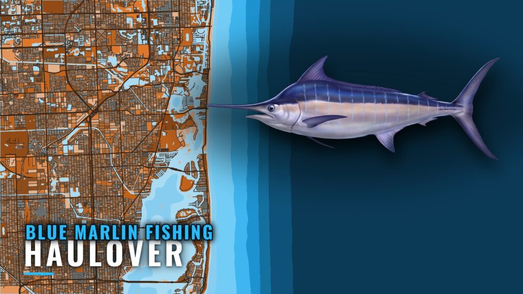 Blue Marlin Fishing Out of Haulover: Grounds and Charters