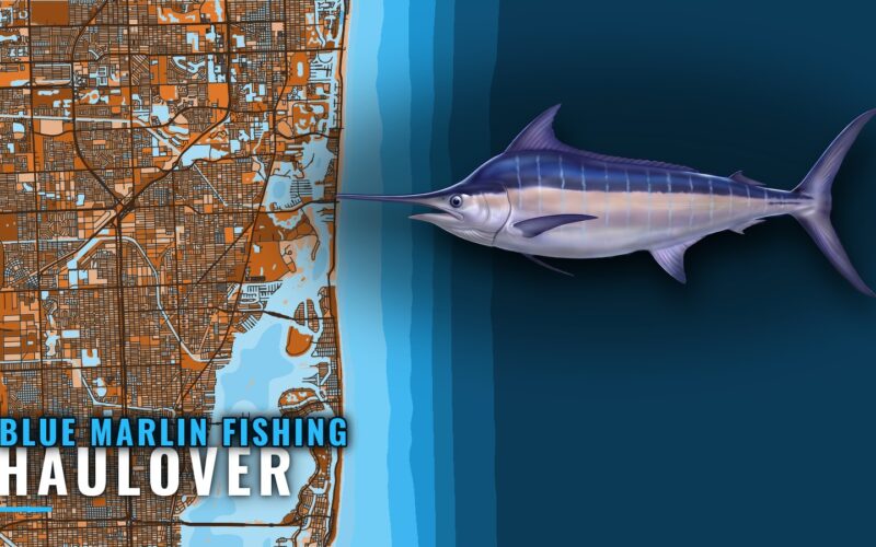 Blue Marlin Fishing Out of Haulover: Grounds and Charters