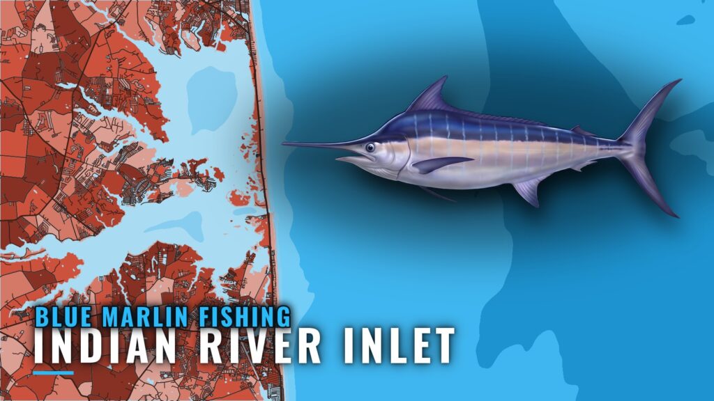 Blue Marlin Fishing out of Indian River Inlet, Delaware