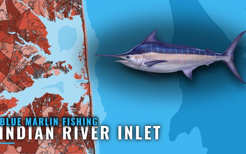 Blue Marlin Fishing out of Indian River Inlet, Delaware