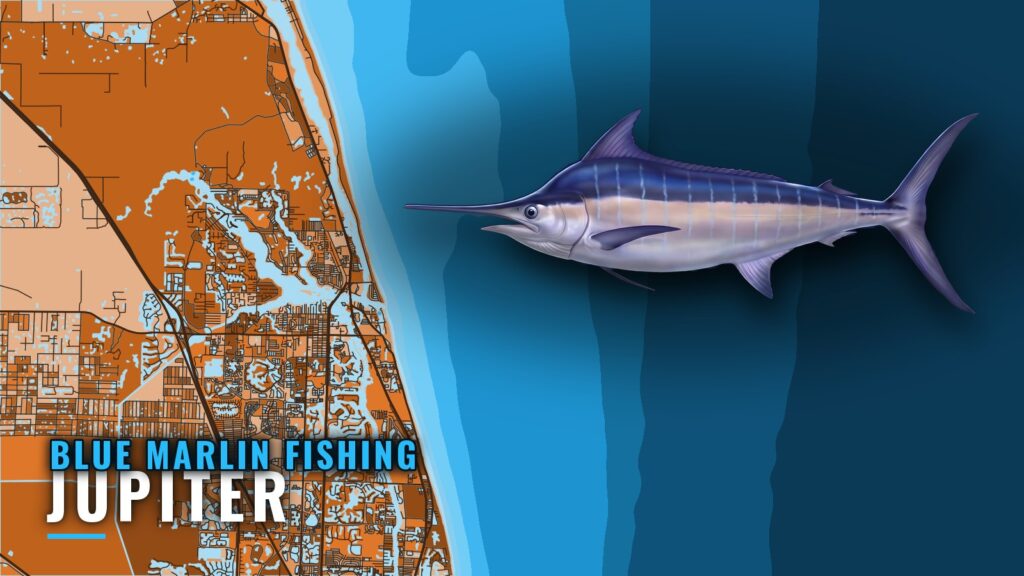 Blue Marlin Fishing Out of Jupiter: When, Where and How