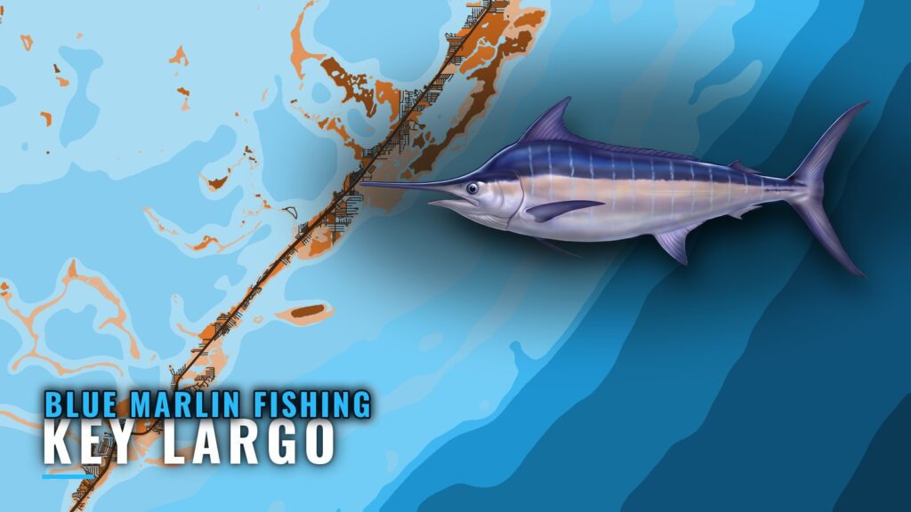 Blue Marlin Fishing Out of Key Largo: Wrecks and Depths