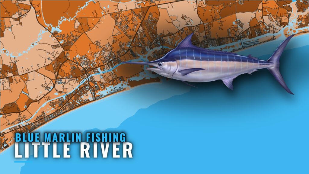 Blue Marlin Fishing Out of Little River: Season and Run