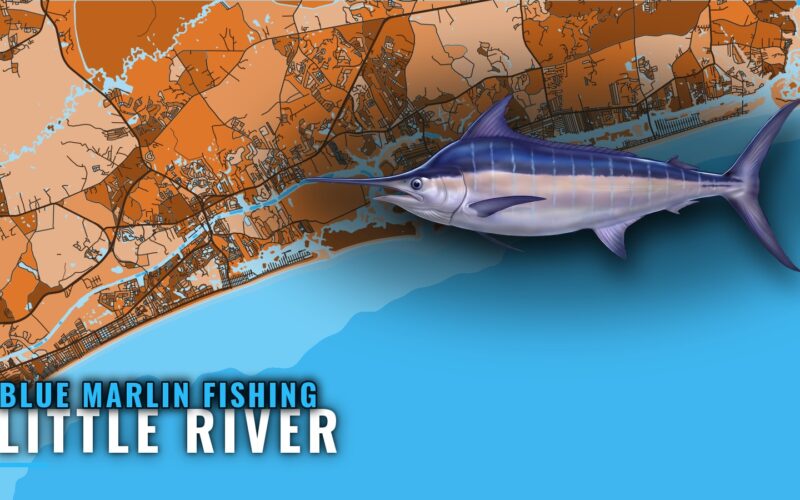Blue Marlin Fishing Out of Little River: Season and Run