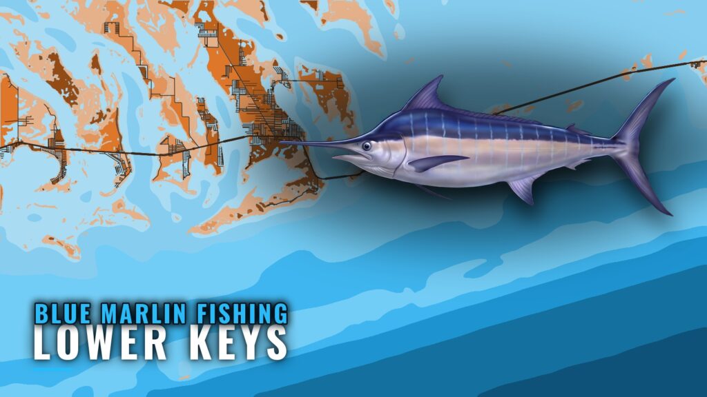 Blue Marlin Fishing Out of the Lower Keys: Wood’s Wall