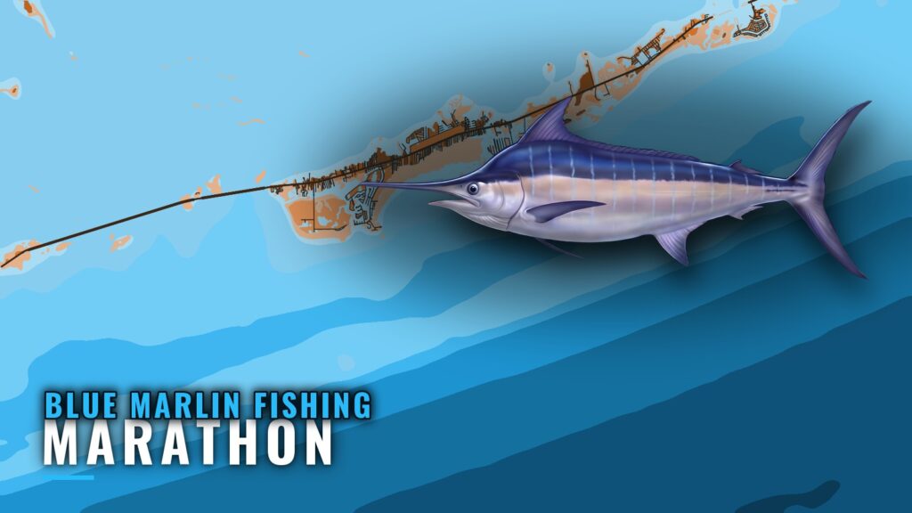 Blue Marlin Fishing out of Marathon: Grounds and Depths