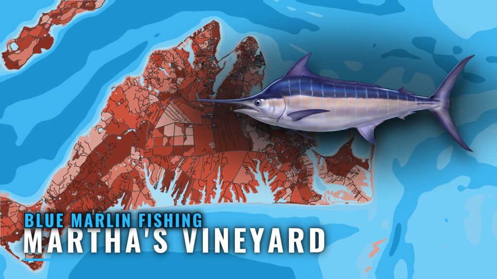 Blue Marlin Fishing Out of Martha’s Vineyard: Canyon Guide
