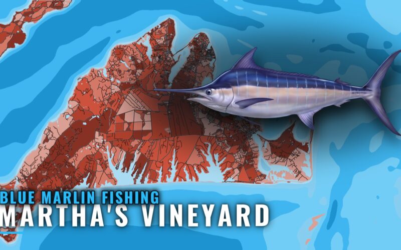 Blue Marlin Fishing Out of Martha’s Vineyard: Canyon Guide