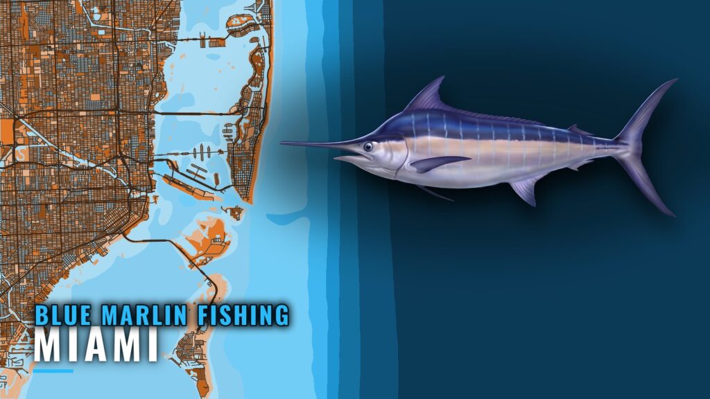 Blue Marlin Fishing Out of Miami: Grounds, Runs and Rules
