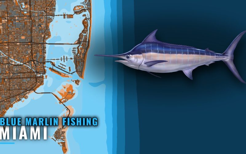 Blue Marlin Fishing Out of Miami: Grounds, Runs and Rules