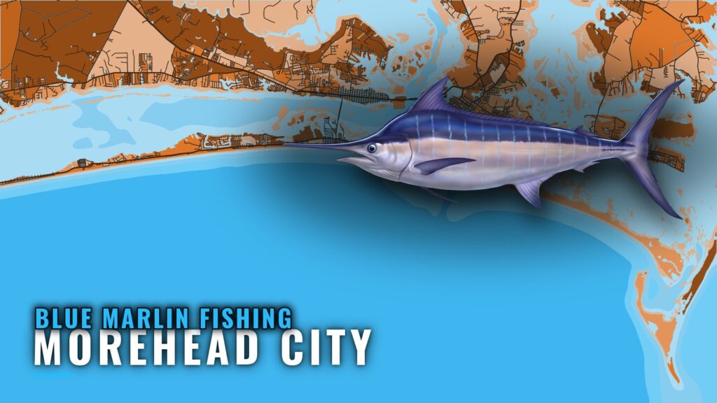 Blue Marlin Fishing out of Morehead City: Runs and Season