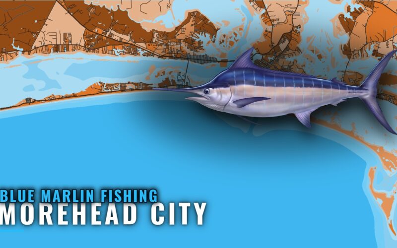 Blue Marlin Fishing out of Morehead City: Runs and Season