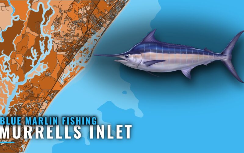 Blue Marlin Fishing out of Murrells Inlet: Runs and Reefs