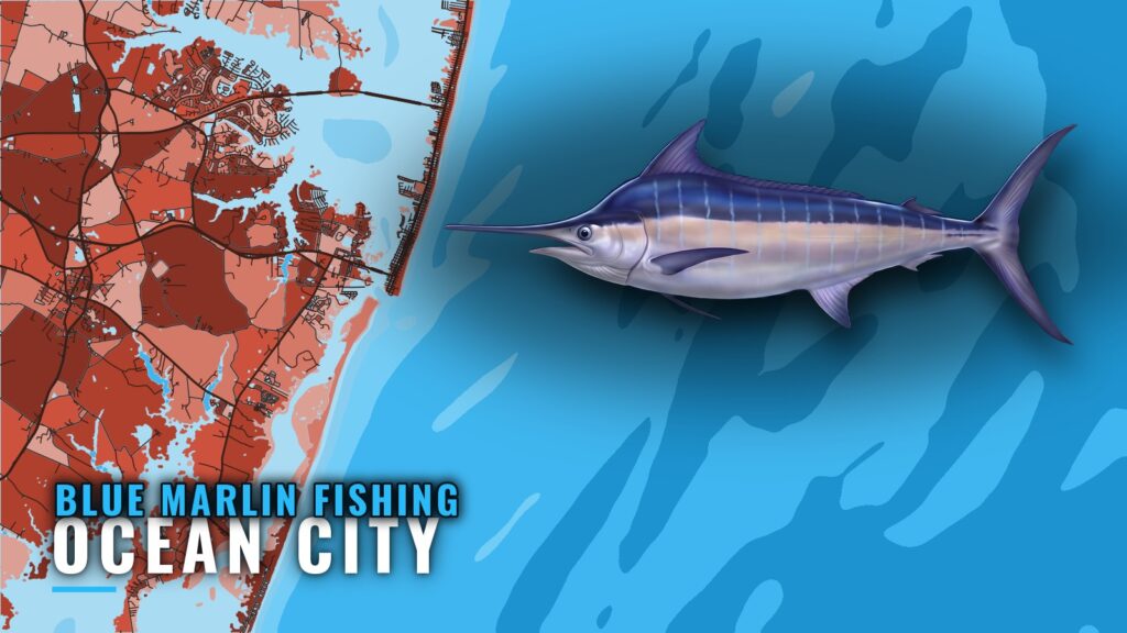 Blue Marlin Fishing out of Ocean City, Maryland