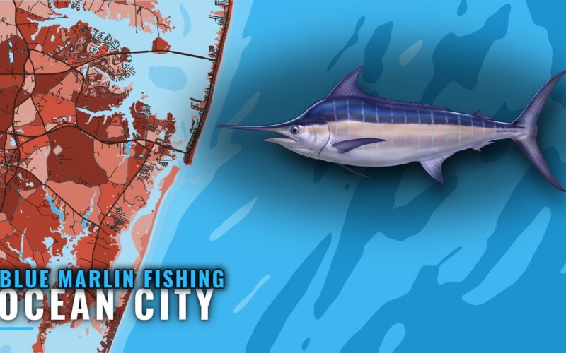 Blue Marlin Fishing out of Ocean City, Maryland