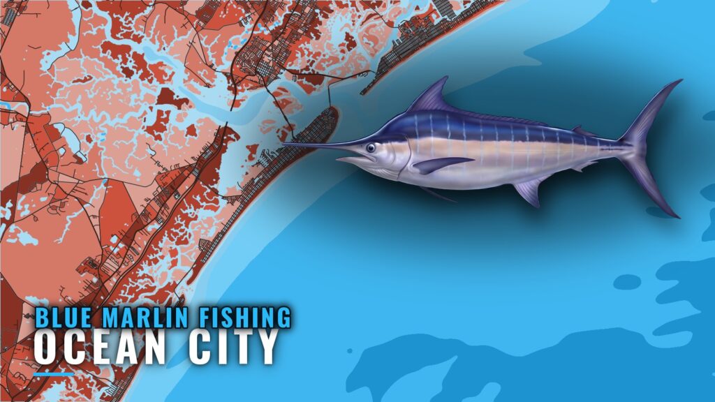 Blue Marlin Fishing Out of Ocean City, New Jersey