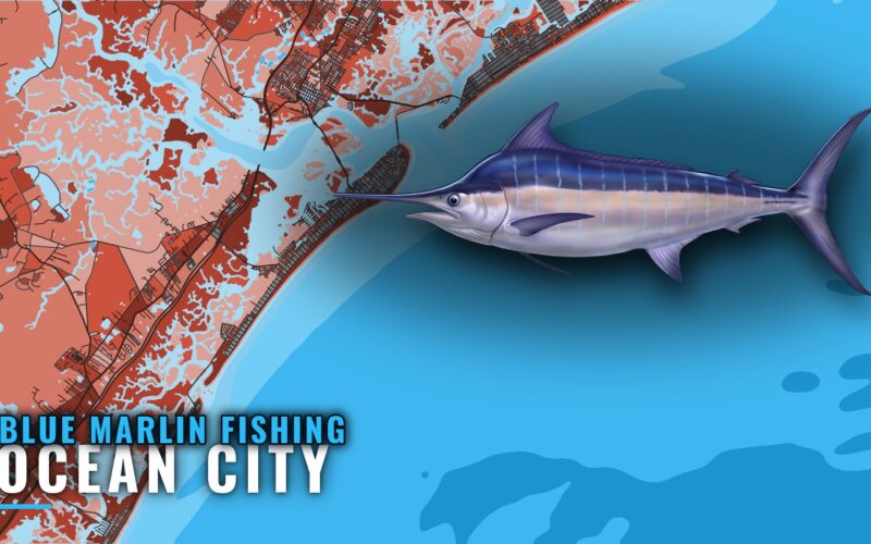 Blue Marlin Fishing Out of Ocean City, New Jersey