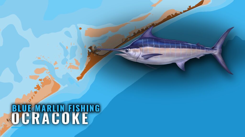 Blue Marlin Fishing Out of Ocracoke: Grounds and Charters