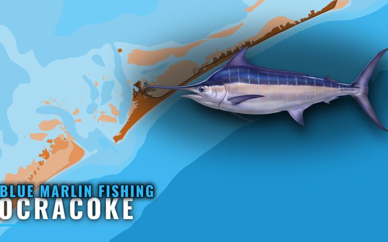 Blue Marlin Fishing Out of Ocracoke: Grounds and Charters
