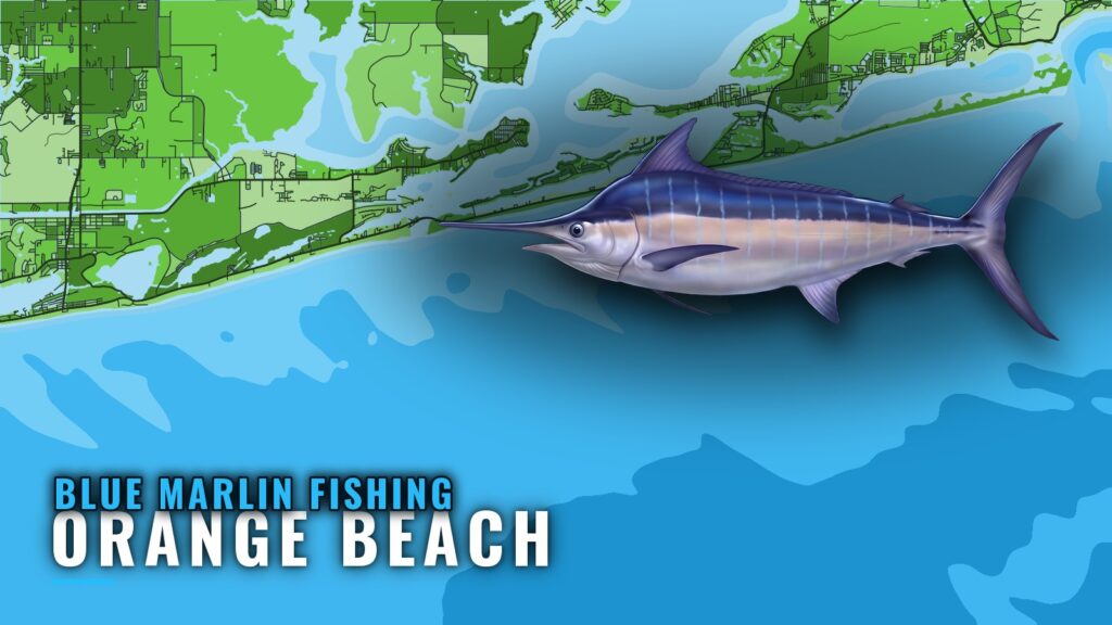 Blue Marlin Fishing Out of Orange Beach: Runs and Structure