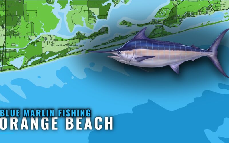 Blue Marlin Fishing Out of Orange Beach: Runs and Structure