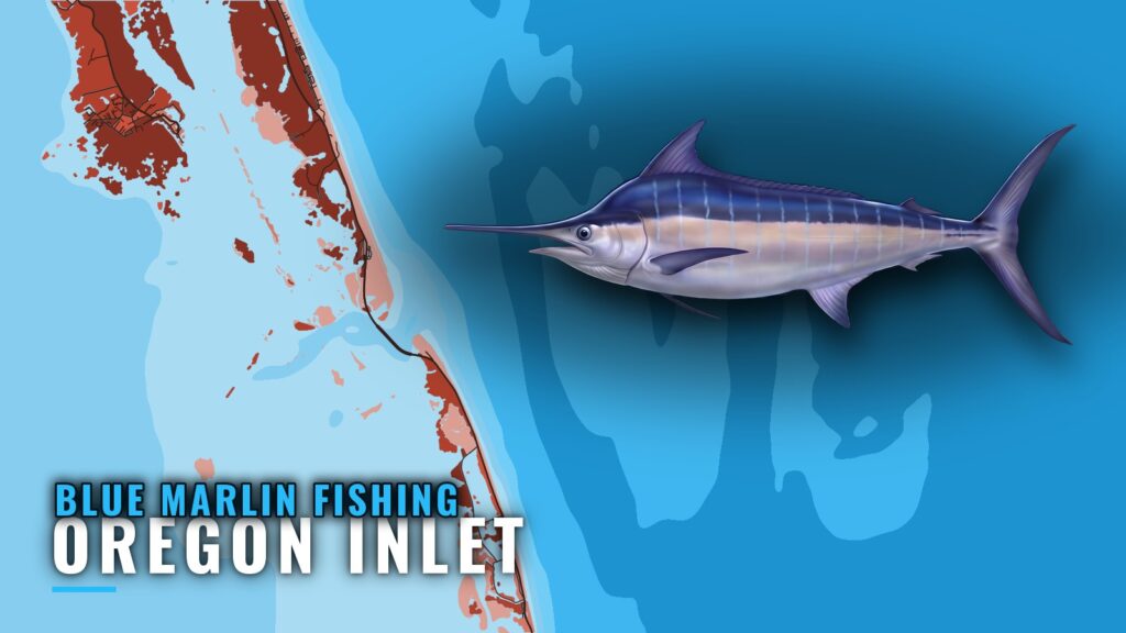 Blue Marlin Fishing out of Oregon Inlet: Timing and Run