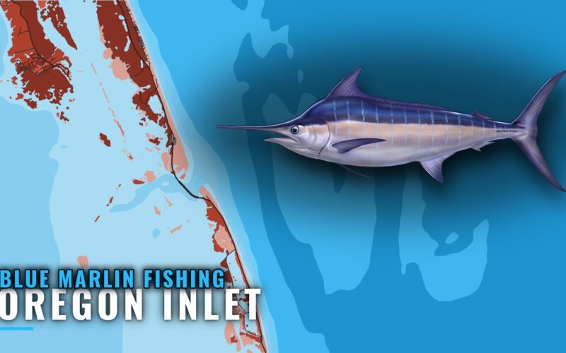 Blue Marlin Fishing out of Oregon Inlet: Timing and Run