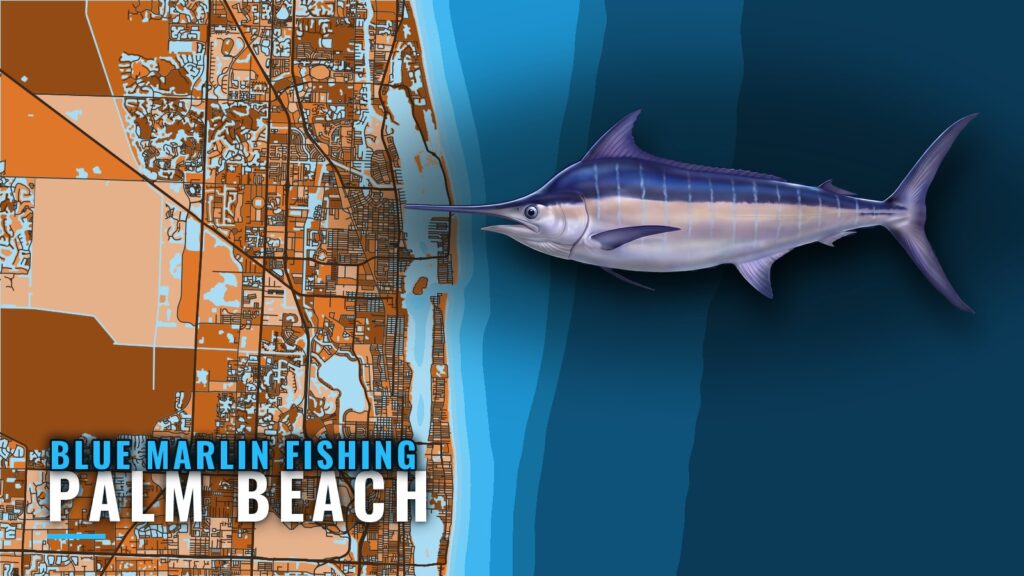 Blue Marlin Fishing Out of Palm Beach: Grounds and Runs