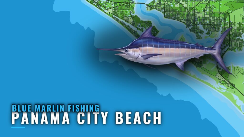 Blue Marlin Fishing out of Panama City Beach, Florida