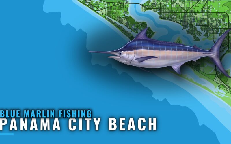 Blue Marlin Fishing out of Panama City Beach, Florida