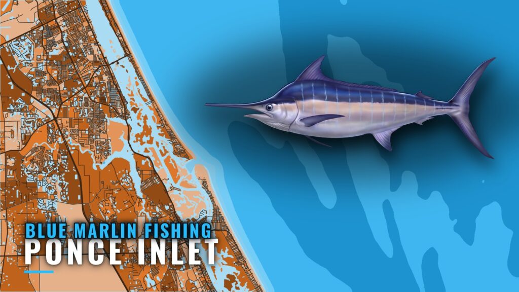 Blue Marlin Fishing Out of Ponce Inlet: Season and Grounds