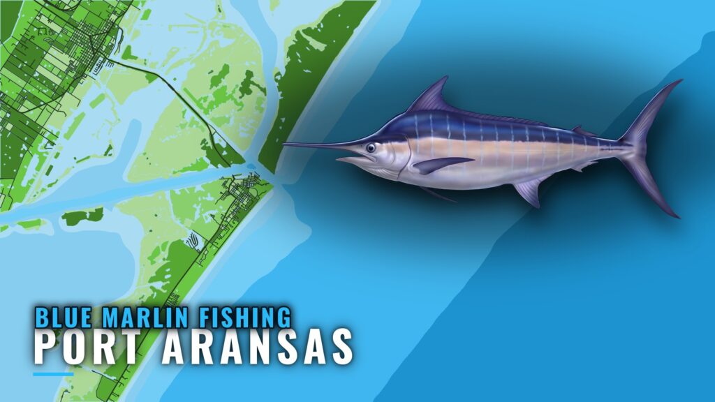 Blue Marlin Fishing out of Port Aransas: Season and Run