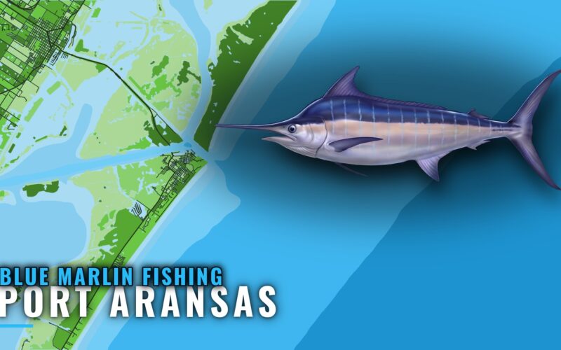 Blue Marlin Fishing out of Port Aransas: Season and Run