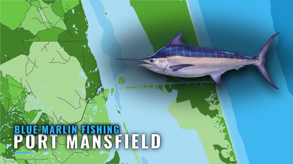 Blue Marlin Fishing out of Port Mansfield: Run and Charters