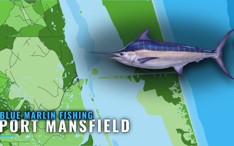 Blue Marlin Fishing out of Port Mansfield: Run and Charters
