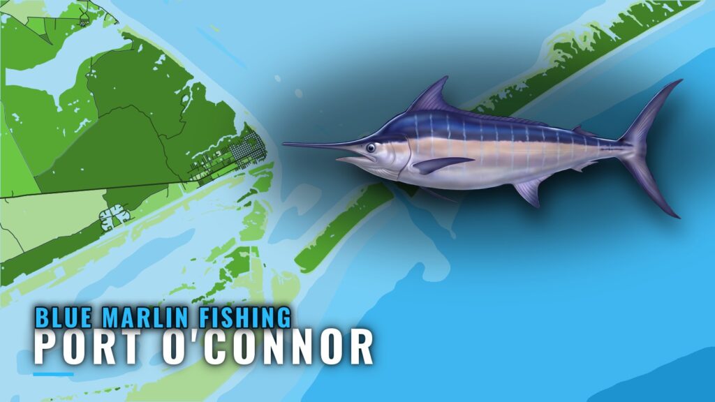 Blue Marlin Fishing Out of Port O’Connor: Run and Reefs