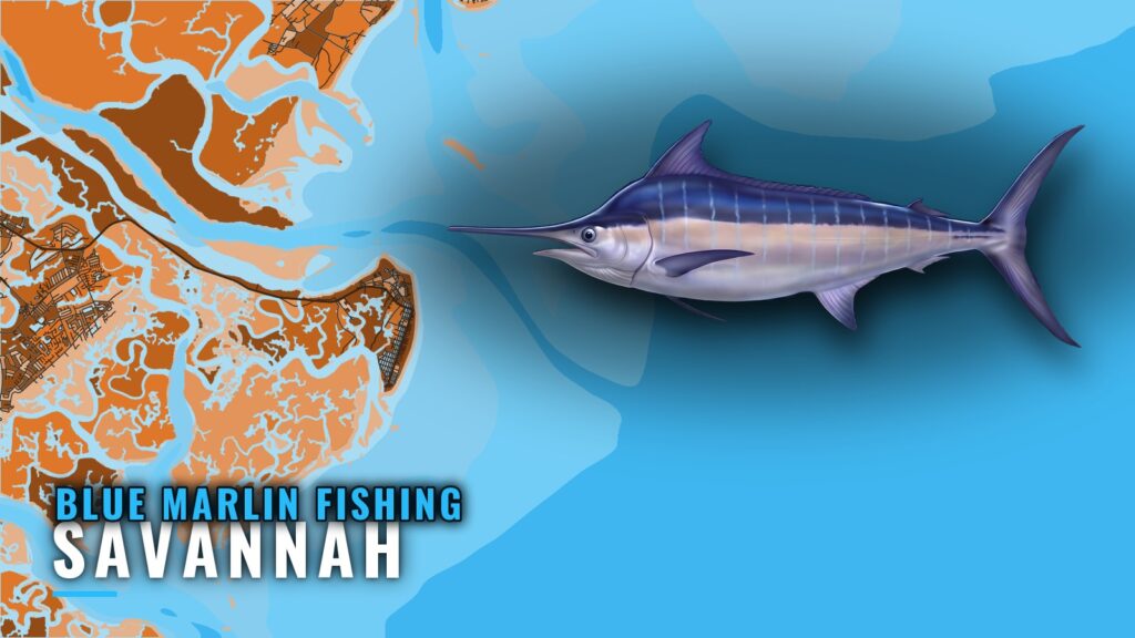 Blue Marlin Fishing out of Savannah: Season, Run, Grounds