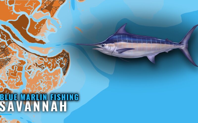 Blue Marlin Fishing out of Savannah: Season, Run, Grounds