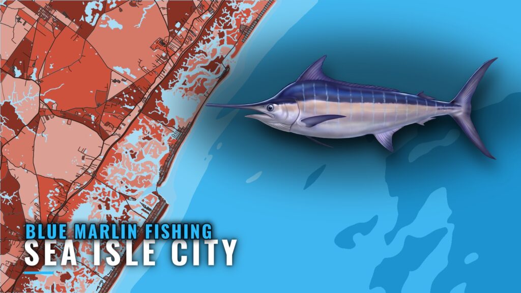 Blue Marlin Fishing Out of Sea Isle City: Grounds and Runs