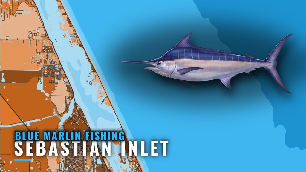 Blue Marlin Fishing out of Sebastian Inlet: Run and Grounds
