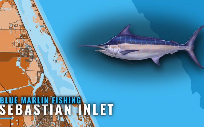 Blue Marlin Fishing out of Sebastian Inlet: Run and Grounds