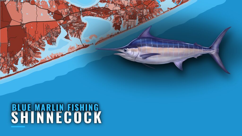 Blue Marlin Fishing out of Shinnecock: Season and Grounds