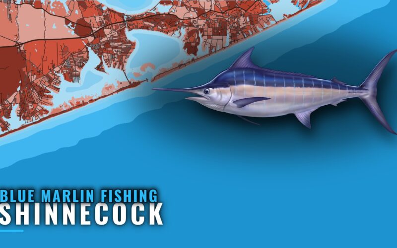 Blue Marlin Fishing out of Shinnecock: Season and Grounds